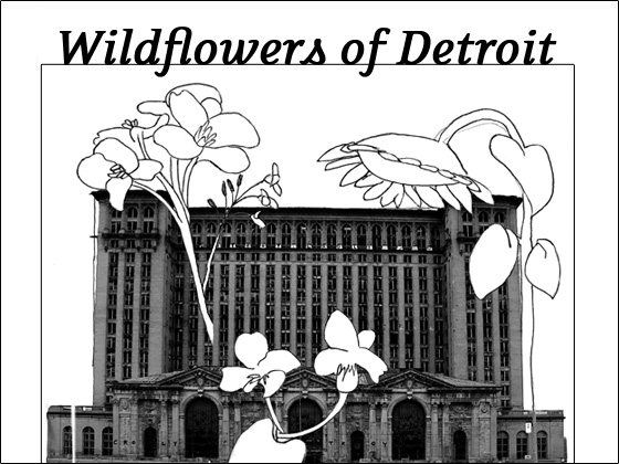 Wildflowers of Detroit